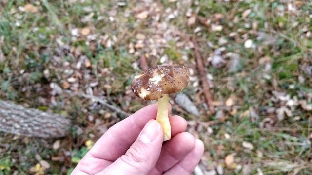 Pluteus romelli. Identificación. смотреть онлайн