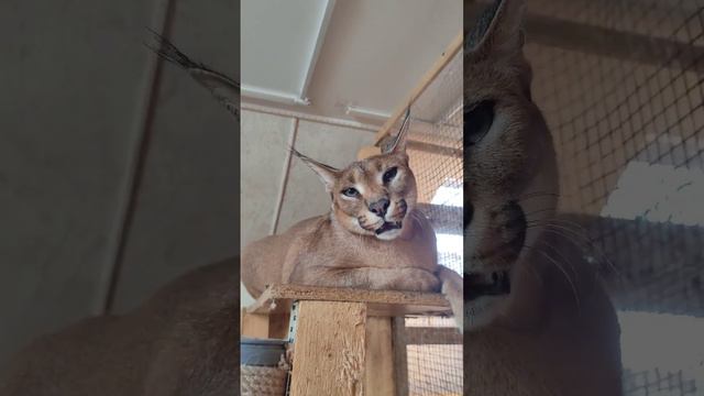 Каракал Шаня охраняет свою полку.Caracal guards his regiment. #caracal #cat #cute #каракал