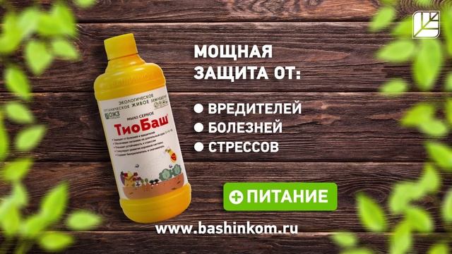 Тиобаш на все случаи