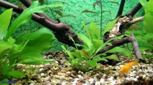 Почему слежался грунт в аквариуме?