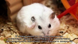 Почему хомяк чешется?