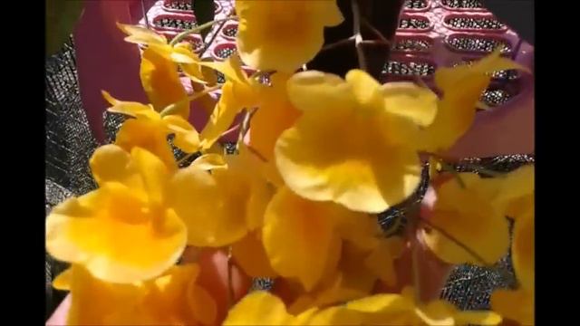 Dendrobium Agregatum Lindleyi смотреть онлайн