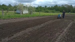 Мотоблок Нева - бороним картошку без напряга. Работа в удовольствие.