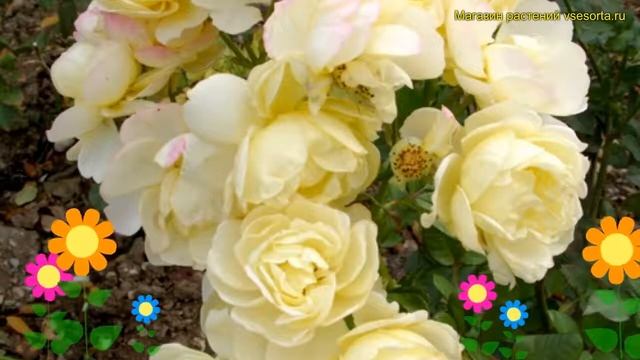 Роза флорибунда Комтэс Дю Бари. Краткий обзор, описание характеристик Comtesse du barry смотреть онлайн