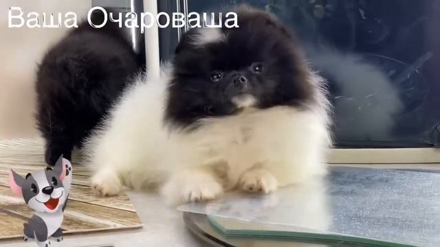 Шпиц Симы