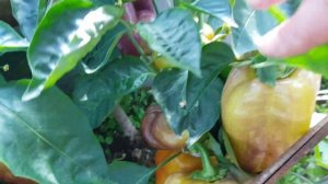 Перец сладкий Клякса 19,08,23