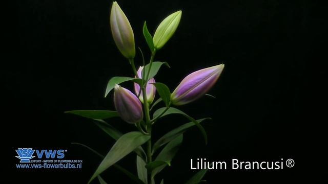 Lilium Brancusi ® смотреть онлайн