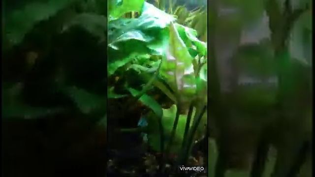 Аквариум смотреть онлайн