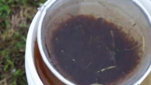 Живой корм для рыбок.