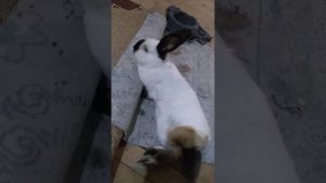 После окрола у крольчихи отказали задние ноги...