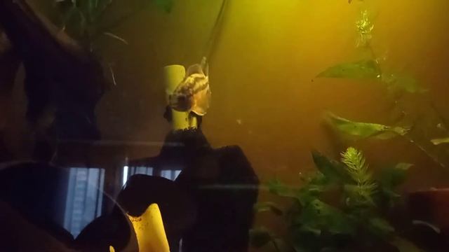 Нанакара Аномала смотреть онлайн