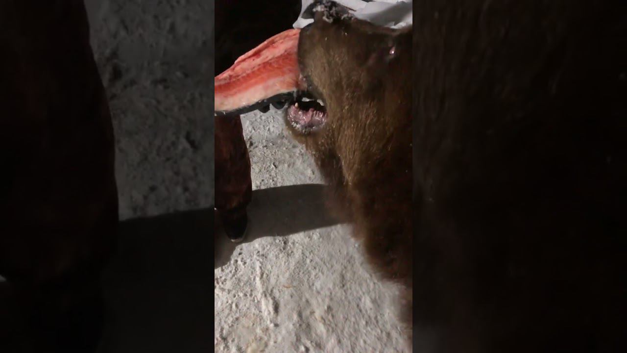 Медведь Том