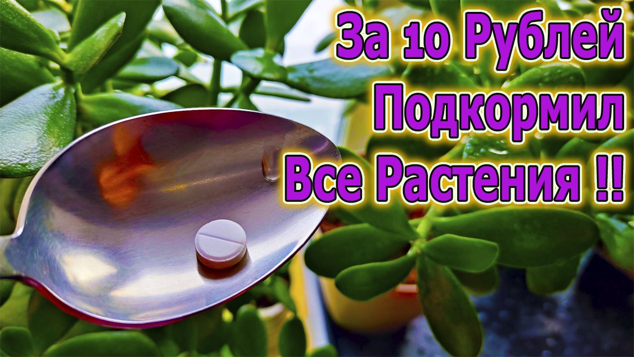 За 10 Рублей Подкормил Все Растения! Я Удивился Силе Этого Средства Для Подкормки Комнатных Цветов!