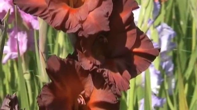 Гладиолусы 2011 http://vevgarden.com смотреть онлайн