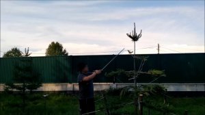 Как сформировать макушку сосны ниваки во второй сезон.