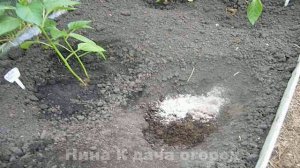 Тонкости Посадки Перца в Теплицу?️ Как правильно Сажать Перец. Перец Выращивание и уход видео