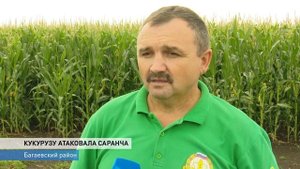 Борьба с саранчей: как истребляют вредителя