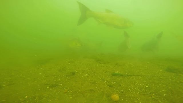 Подводный мир Медвежки смотреть онлайн