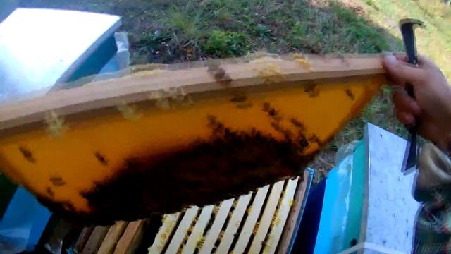 ВЗЯТОК 3 СЕНТЯБРЯ С ГРЕЧКИ. ТРУТНЯ ПОЛНО В СЕМЯХ. ЧЕМ ЛУЧШЕ ОБРОБИТЬ ПЧЁЛ ОТ КЛЕЩА ВО ВРЕМЯ МЕДОЗБО