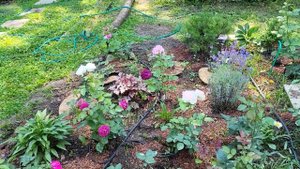 Цветение роз в жару. Ай Эм Макмиллан , леди оф Шалот , мисс Диор и др