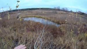 Охота на бобра с 22lr. Чисто битый бобер не дергается?