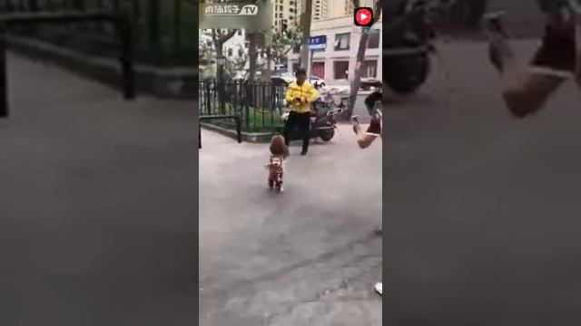 Собака ходит как человек. Невероятное. смотреть онлайн