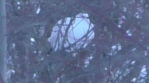 Вариатор Арктик первые проблемы! Наглая куропатка прилетела помочь!