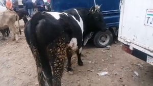 Молбозори Хулбук нархи Гову мол имрузаш " СКОТНЫЙ РЫНОК ЦЕНА В ТАДЖИКИСТАН 2021 г.