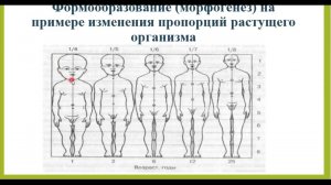 ОБЩИЕ ЗАКОНОМЕРНОСТИ РОСТА И РАЗВИТИЯ (ПРОДОЛЖЕНИЕ) ЛЕКЦИЯ № 1 ТАТЬЯНА ПОГОСЯН