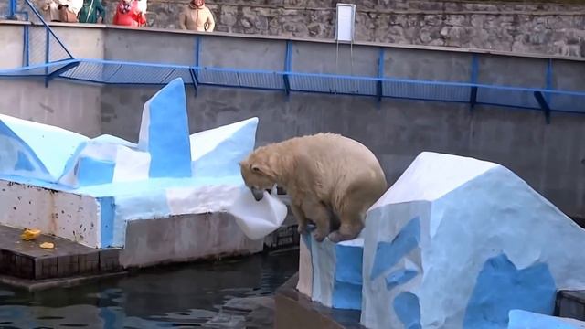 Ростик, давай! Белый медвежонок вошёл во вкус смотреть онлайн