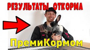 Результаты откорма кроликов ПремиКормом