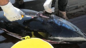 РАЗДЕЛКА ГОЛУБОГО ТУНЦА НА САШИМИ! TUNA CUTTING FOR SASHIMI