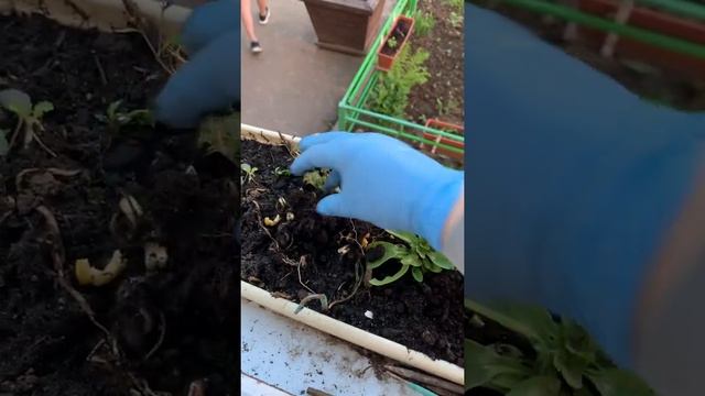 УДОБРЕНИЕ ДЛЯ ЦВЕТОВ смотреть онлайн