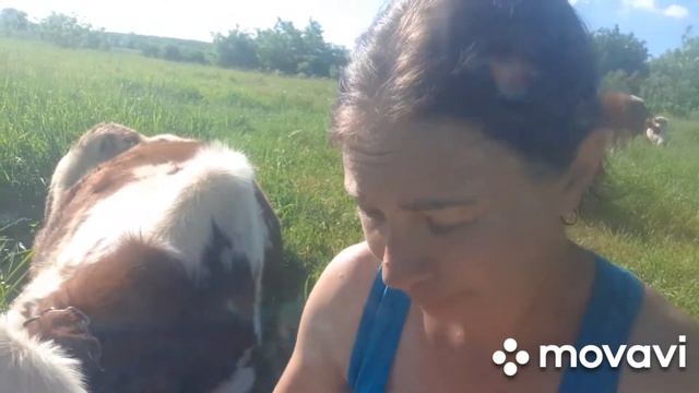 Телка скровила после осеменения смотреть онлайн