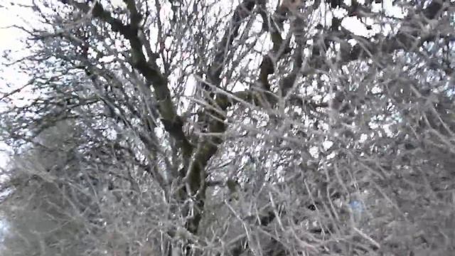 Воробьи весело щебечут на городской улице смотреть онлайн