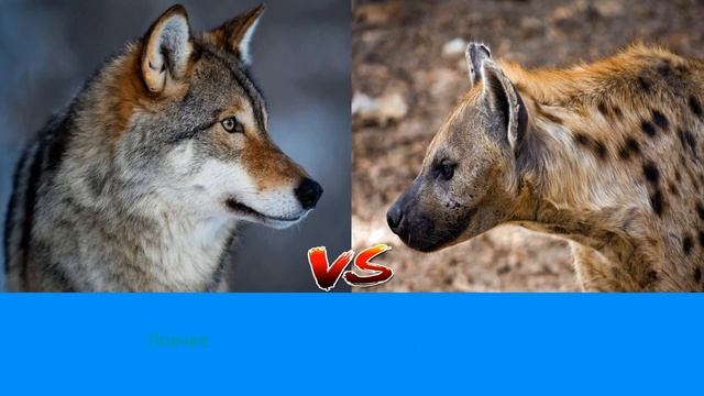 ВОЛК ПРОТИВ ГИЕНЫ смотреть онлайн