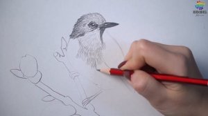Подробный мастер-класс по рисованию птицы карандашом. Художник Надежда Ильина