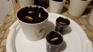 Как посадить Финиковую пальму дома!