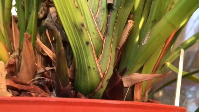 CYMBIDIUM ORCHID SPIKE OR BLOOM / HOW TO TELL EARLY WHATS IS GROWING смотреть онлайн