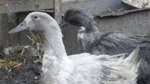 Разведение уток Фаворит как бизнес идея | Утка Голубой Фаворит