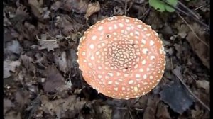 Лес Старые Батеки. Грибы. Как приготовить Настойку из грибов Мухоморов.