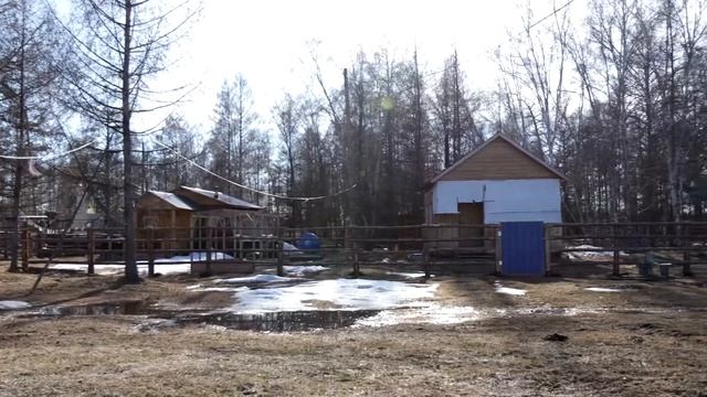 Сайылыкка кеьуу, ГКП РС (Я) «Якутский скот», Саха ына5а /Якутская корова смотреть онлайн