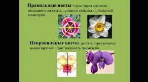 Мазур Н.В. 6 класс Строение цветка