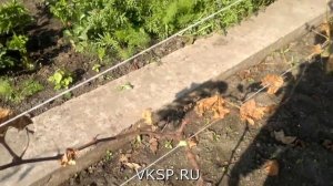Подготовка молодого винограда к зиме