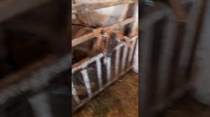 Коза за день до окота!!!