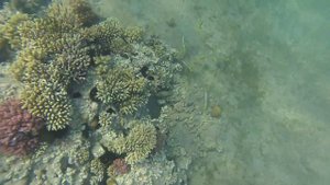 Я в Египте! Красное море | Морские ежи,рыбы,и кораллы.|Лето 2015.