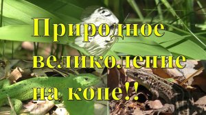 Сегодня коп плавно перешел в съемку природной красоты!!