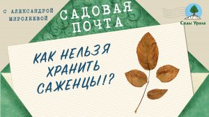 Садовая почта: Как нельзя хранить саженцы и что делать с ростками осенью.  Выпуск 23