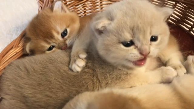 ???МАЛЕНЬКИМ СКОРО МЕСЯЦ???ЗОЛОТАЯ ШИНШИЛЛА КОТЯТА?