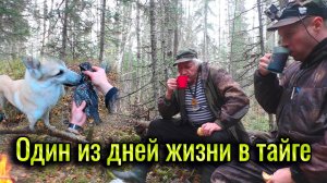 Один из дней жизни в тайге. В тайгу с четвероногим другом. Охота с лайкой в Республике Коми